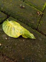 fresco verde le foglie autunno su il muschioso mattone strada foto