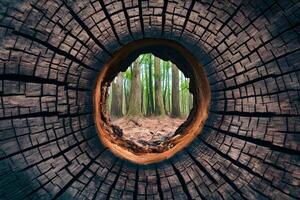 ai generato buco nel un' albero tronco, naturale legna struttura sfondo foto