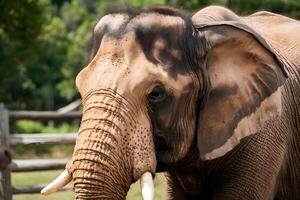 ai generato intimo vicino su rivela il maestoso bellezza di un elefante foto