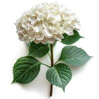 ai generato bianca ortensia fiore isolato su bianca sfondo con ombra. bianca fiore isolato. ortensia superiore Visualizza. bianca fiore piatto posare foto