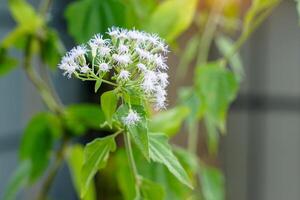 amaro cespuglio è un' medicinale erba. il le foglie siamo verde, il suggerimenti siamo appuntito, il bordi siamo ondulato. il fiori venire nel grappoli. essi siamo bianca o bluastro-viola. Là siamo di 10-35 piccolo fiori. foto