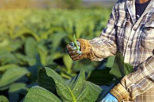 giardinieri coraggio il giovane le foglie di tabacco così quello il fertilizzante è applicato per solo il le foglie quello siamo necessario. esso è per controllo il altezza. per ottenere il esistente le foglie per avere grande le foglie. foto