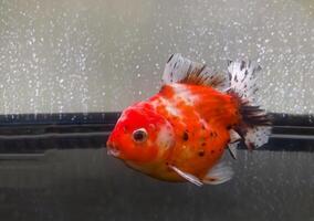 pesce rosso nuoto nel il acquario è bellissimo pesce con un' paffuto corpo e liscio bilancia. il pettorale pinne siamo il giro e piatto. il coda pinne siamo a forma di ventaglio. foto