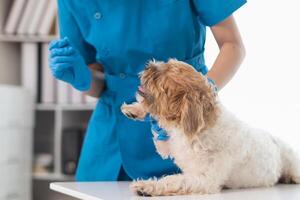 veterinari siamo l'esecuzione annuale dai un'occhiata UPS su cani per Guarda per possibile malattia e trattare loro velocemente per garantire il di animali domestici Salute. veterinario è l'esame cane nel veterinario clinica per trattamento foto
