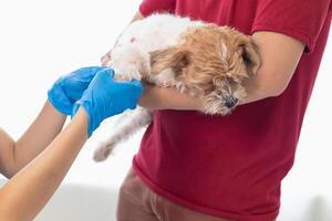 veterinari siamo l'esecuzione annuale dai un'occhiata UPS su cani per Guarda per possibile malattia e trattare loro velocemente per garantire il di animali domestici Salute. veterinario è l'esame cane nel veterinario clinica per trattamento foto