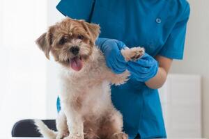 veterinari siamo l'esecuzione annuale dai un'occhiata UPS su cani per Guarda per possibile malattia e trattare loro velocemente per garantire il di animali domestici Salute. veterinario è l'esame cane nel veterinario clinica per trattamento foto