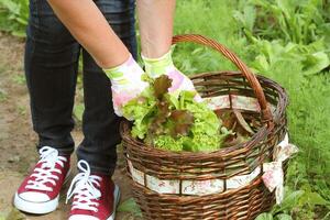 donna raccolta fresco lattuga a partire dal sua giardino .lattuga mettere nel un' cestino foto