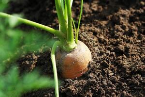 salutare mangiare concetto. carota in crescita nel verdura giardino foto