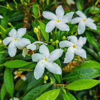 fresco bianca fiori a il giardino. vicino su foto