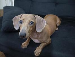 bassotto cane dire bugie giù su divano foto