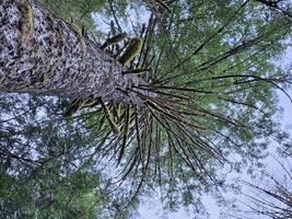 alto alberi coperto con muschio nel il sempreverde foreste di Washington stato foto