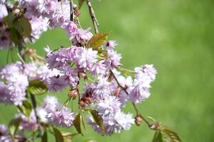 ramo di rosa sakura fiorire contro un' vivido verde sfondo foto