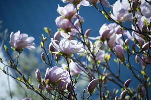 magnolia albero nel fioritura contro un' in profondità blu cielo foto