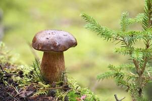 pineta re bolete fungo in crescita nel il boschi foto