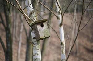 di legno birdhouse montato su il betulla albero foto