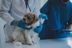 veterinario l'esame cane e gatto. cucciolo e gattino a veterinario medico. animale clinica. animale domestico dai un'occhiata su e vaccinazione. Salute cura. foto