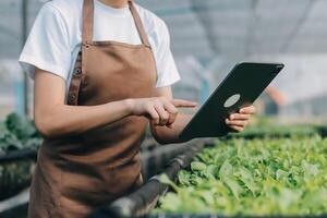 biologico azienda agricola ,lavoratore analisi e raccogliere ambiente dati a partire dal bok choy biologico verdura a serra azienda agricola giardino. foto