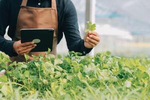 biologico azienda agricola ,lavoratore analisi e raccogliere ambiente dati a partire dal bok choy biologico verdura a serra azienda agricola giardino. foto