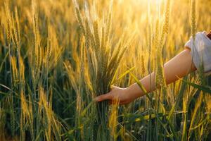 inteligente azienda agricola. contadino con tavoletta nel il campo. agricoltura, giardinaggio o ecologia concetto. raccolta. agro attività commerciale. foto