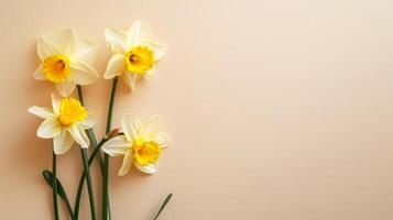 ai generato Narciso fiori superiore Visualizza, floreale sfondo, gratuito spazio foto