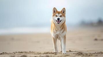 ai generato un akita inu cane su il spiaggia foto