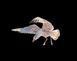 grande gabbiano volante piombato giù per mangiare pane foto