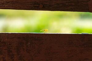 piccolo rosso formica foraggiamento e guardare a telecamera su legna foto