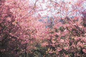 rosa selvaggio himalayano ciliegia albero fioritura nel il giardino su primavera a phu lom lo foto