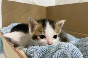 carino poco gattini nel un' cartone scatola. animali domestici concetto. foto