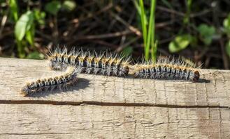 il pino processionaria thaumetopea pityocampa foto