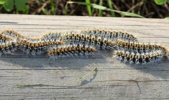 il pino processionaria thaumetopea pityocampa foto