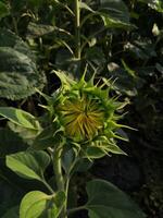 primo piano di un girasole in un campo foto