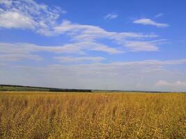 un' campo di alto erba sotto un' blu cielo foto