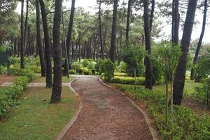 parchi cittadini con passeggiata al mattino presto foto