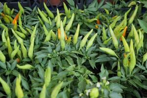 peperoncino pianta nel il giardino, foto