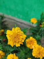 tagetes erecta il azteco calendula messicano calendula grande calendula cempaxochitl o cempasuchil è un' specie di fioritura pianta nel il genere tagetes nativo per Messico. bangladeshi ganda fiore foto