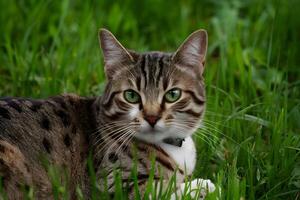 ai generato tiro vicino su di gatto con verde occhi dire bugie nel erba foto