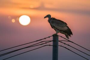 ai generato avvoltoio posatoi su telegrafo palo, lettura per preda a alba foto