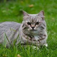 ai generato Britannico capelli corti gatto gode senza fretta giorno su lussureggiante verde erba per sociale media inviare dimensione foto