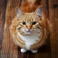 ai generato adorabile Zenzero gatto gli sport serio, divertente espressione su di legno pavimento per sociale media inviare dimensione foto