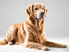 ai generato studio tiro di un' bellissimo d'oro cane da riporto dire bugie su bianca sfondo. foto