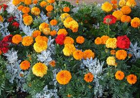 fioritura orage fiori foto