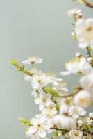 bellissimo primavera fiori fioritura su verde sfondo. foto