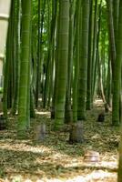 un' verde bambù foresta nel primavera soleggiato giorno foto