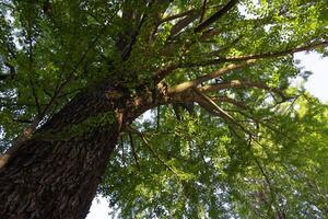 un' gingko albero a giapponese santuario largo tiro foto