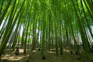 un' verde bambù foresta nel primavera soleggiato giorno largo tiro Basso angolo foto