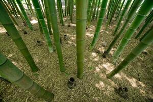 un' verde bambù foresta nel primavera soleggiato giorno guardare giù foto