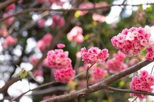 vicino su Visualizza di bellissimo rosa ciliegia fiorire su ramo a primavera foto