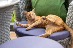 un adorabile arancia gatto posa su un' sala sedia all'aperto su un' terrazza. foto