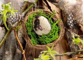 biologico Pasqua. Quaglia uovo nel nido tra ramoscelli con primavera foglie, di legno bacchette, legname galleggiante, piume. foto